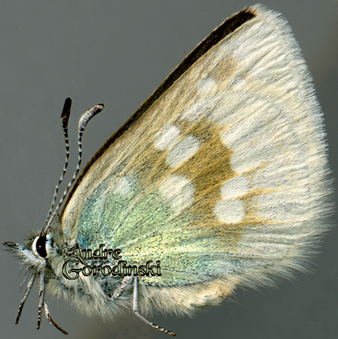 http://www.gorodinski.ru/lycaenidae/Albulina leela.jpg